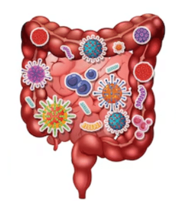 Small Intestine Bacterial Overgrowth (SIBO)